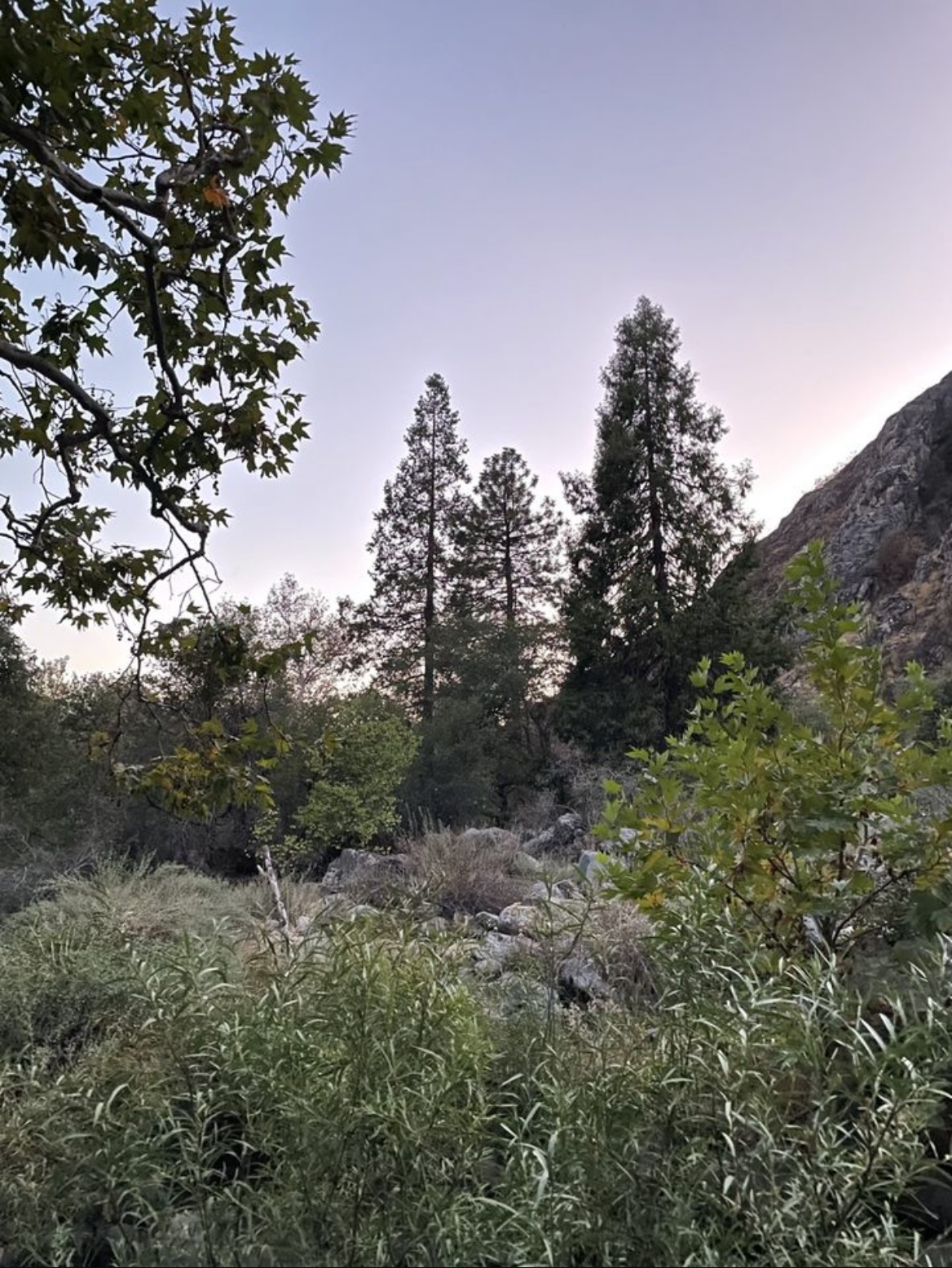 Coniferous trees beside a rocky foothill