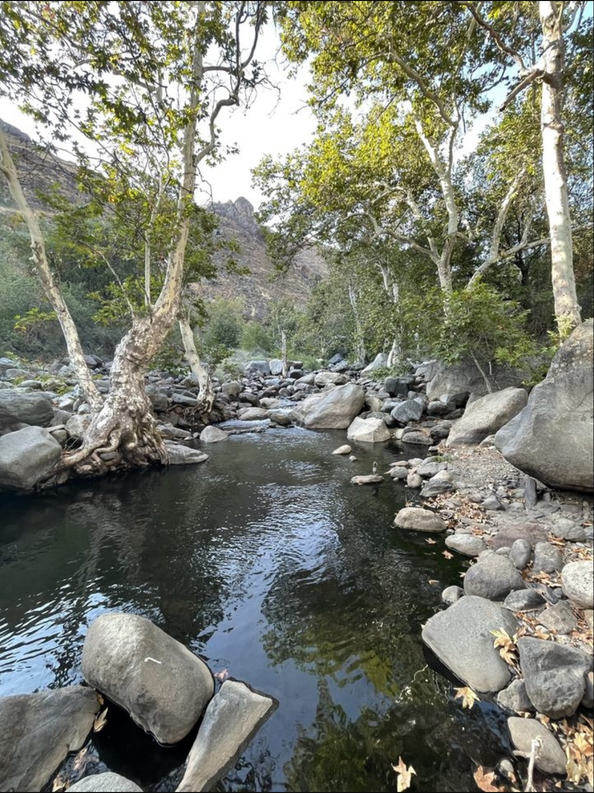 Trees hanging over the Kaweah River